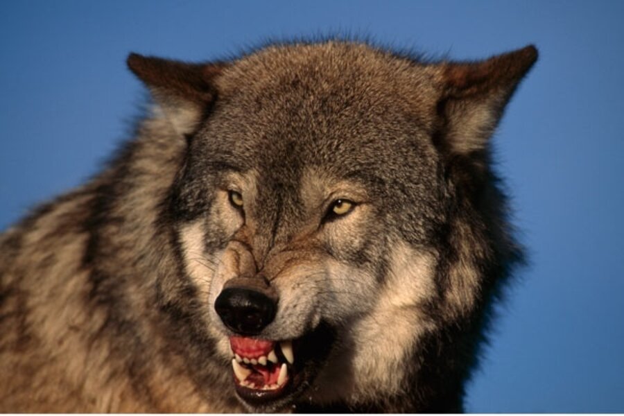 The gray wolf heads back to court - CSMonitor.com