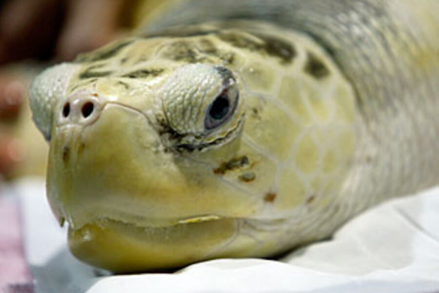 Diplomatic crisis averted: Willy the sea turtle safe - CSMonitor.com