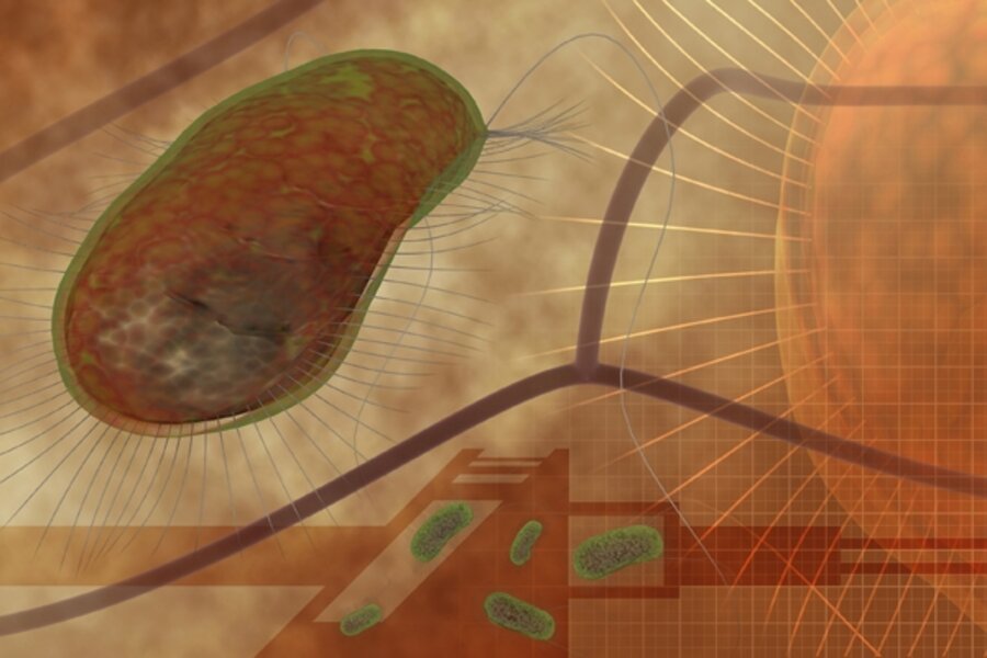 Scientists turn living cells into clocks