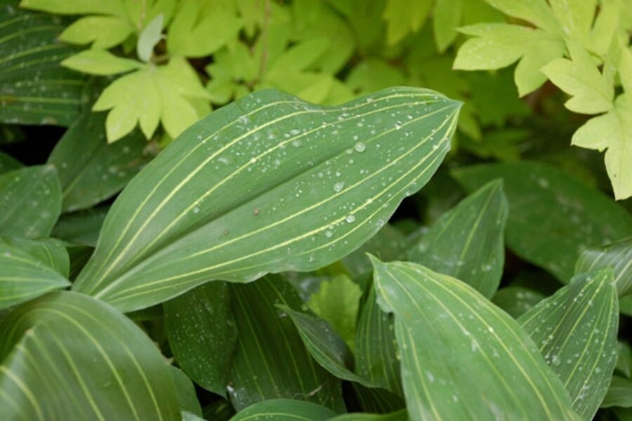 When good plants go bad The transplanted gardener on green meanies