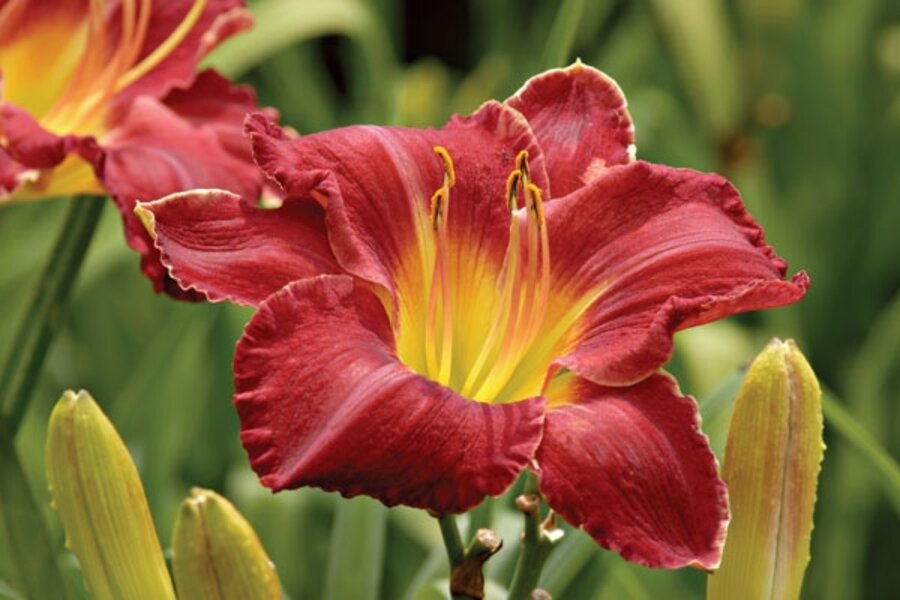 Light up the garden with daylilies - CSMonitor.coм