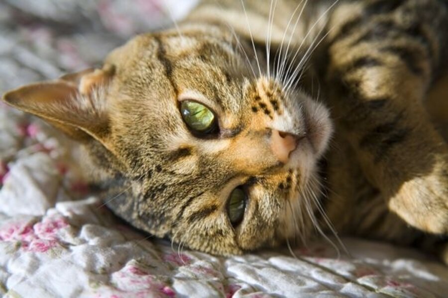 Кот шатается что делать. Кот шатается что делать