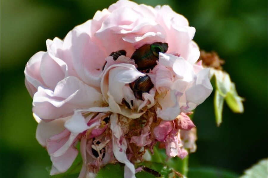 Blundering Gardener: Waging war against the Japanese beetle – Twin