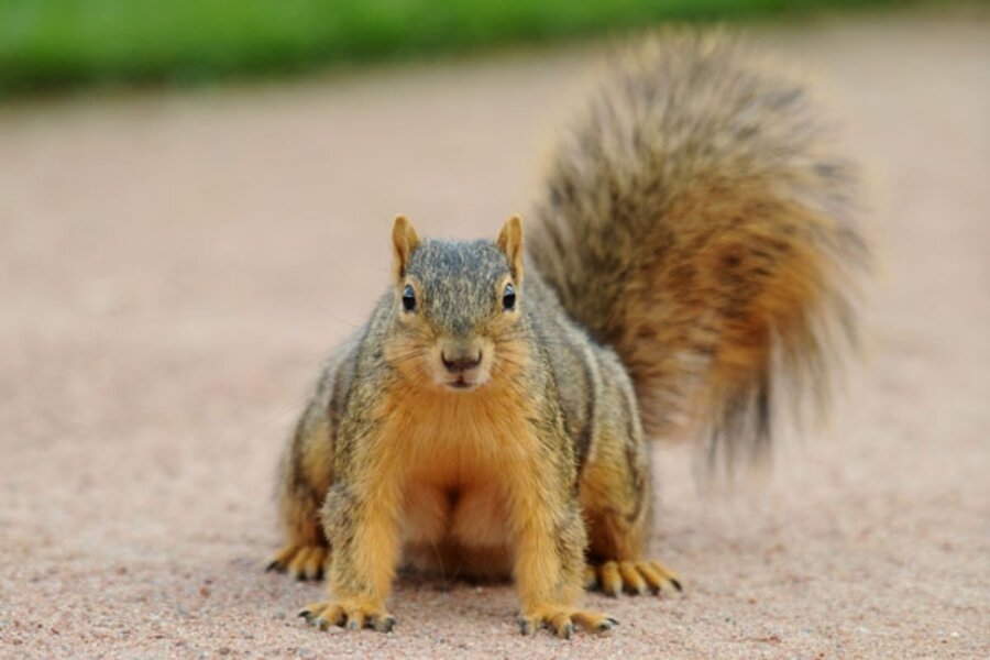 Squirrel solutions - CSMonitor.com