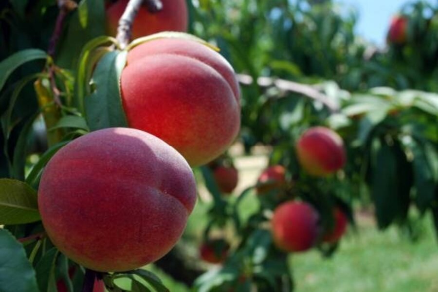Sweet Juicy Peaches Within Your Reach Csmonitor Com