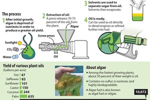 Biodiesel From Algae - CSMonitor.com