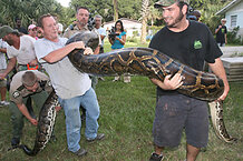 Will Florida's Burmese pythons move north? How far? - CSMonitor.com