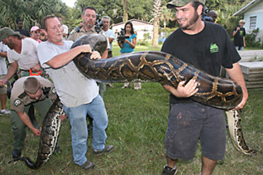 Hybrid man-eating pythons? Florida is on alert. 