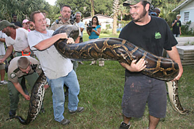 Hybrid man-eating pythons? Florida is on alert. Hybrid man-eating pythons? Florida is on alert.