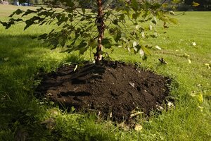 Image of Gardener spreading cedar mulch around a tree