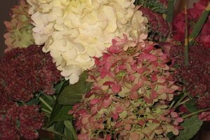 Image of PeeGee hydrangea in autumn