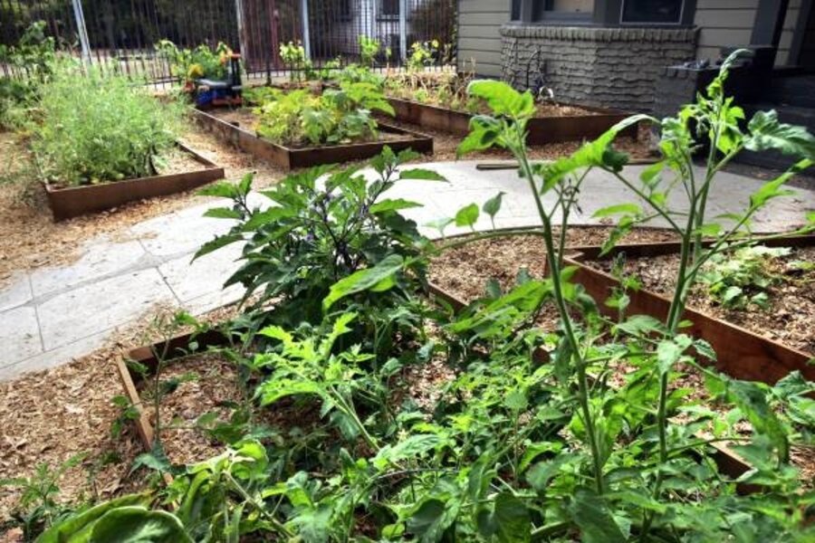 A City Farmer Faces The Challenges Of Urban Gardening Csmonitor Com
