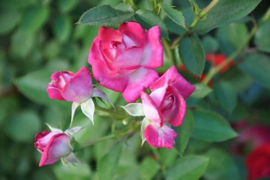 Time to stop blooming? Roses and other plants didn't get the memo