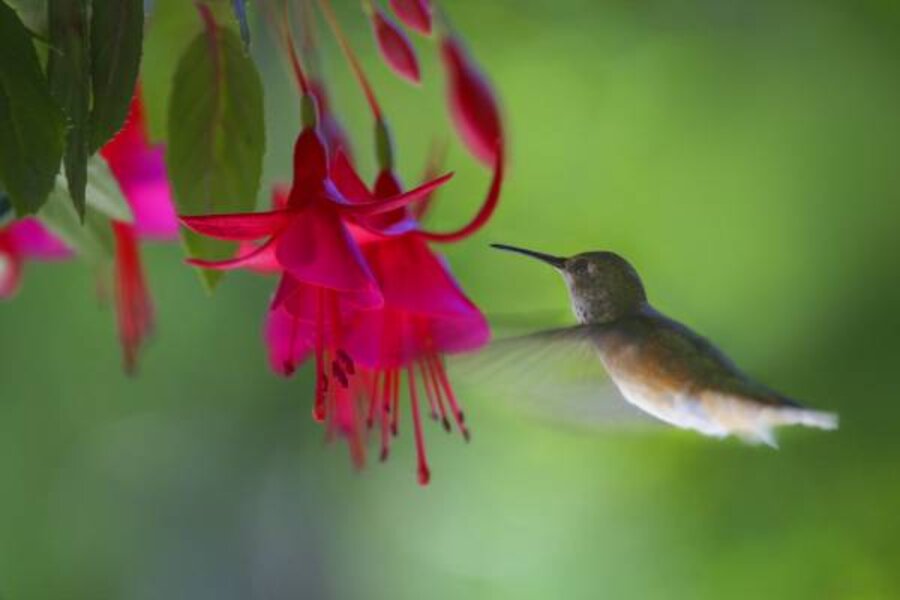 Annuals And Perennials That Attract Birds To Your Yard