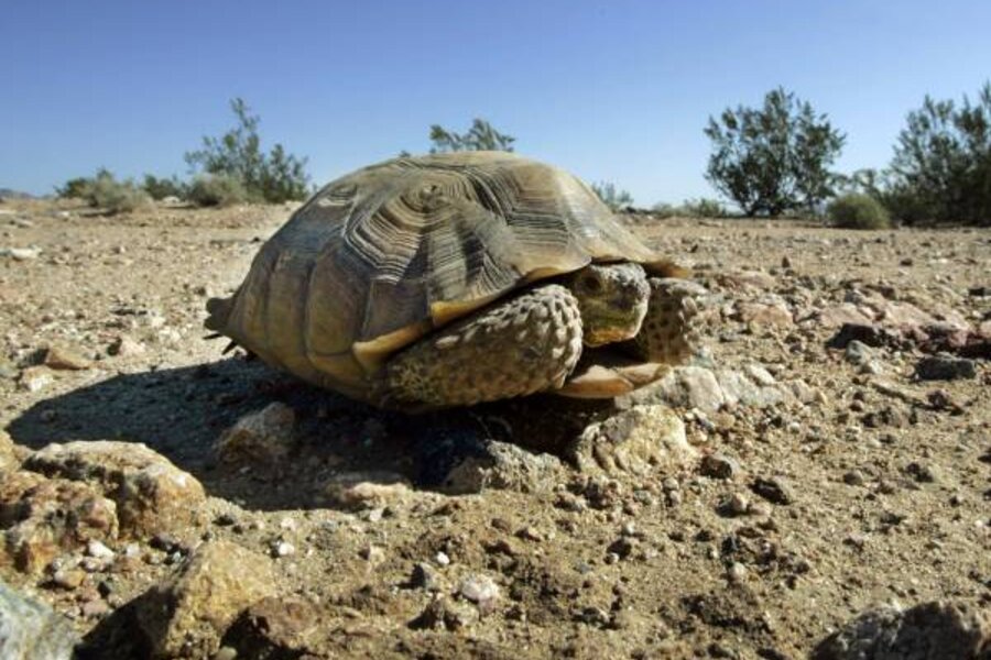 In California, quest for cleaner power hits tortoise-sized speed bumps ...