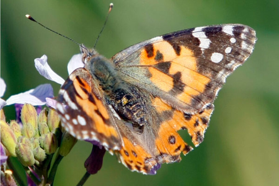 California butterflies having a tough time - CSMonitor.com