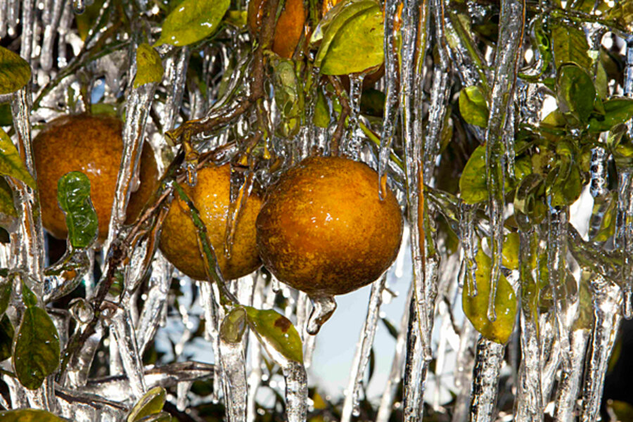 Cold weather ends, but has damage to Florida oranges been done