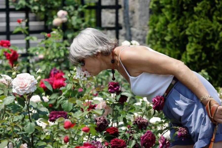 The Smart Way to Grow Roses - The New York Times