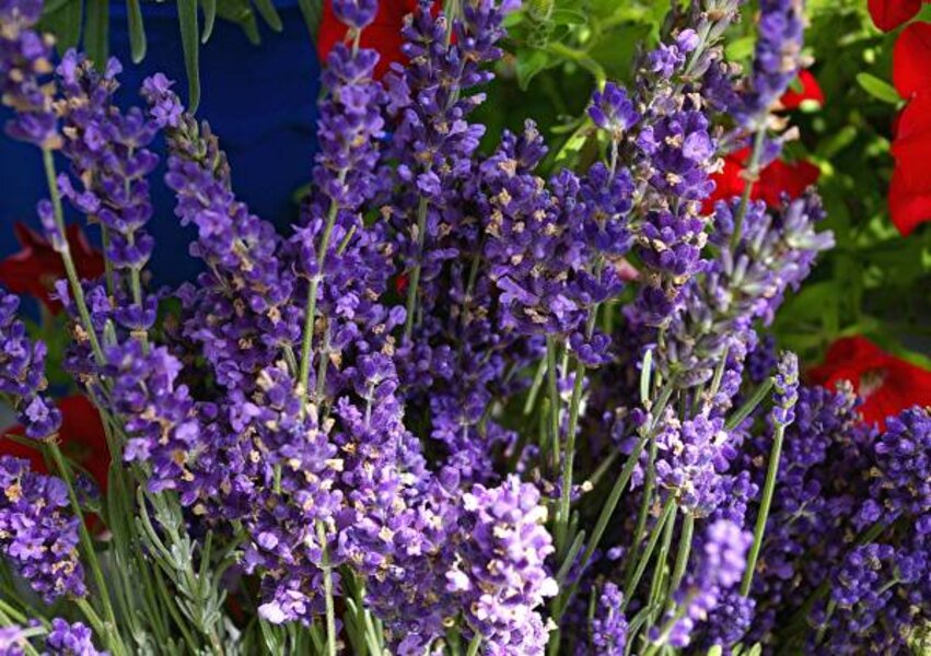 Tips For Growing Lavender Herb Plants