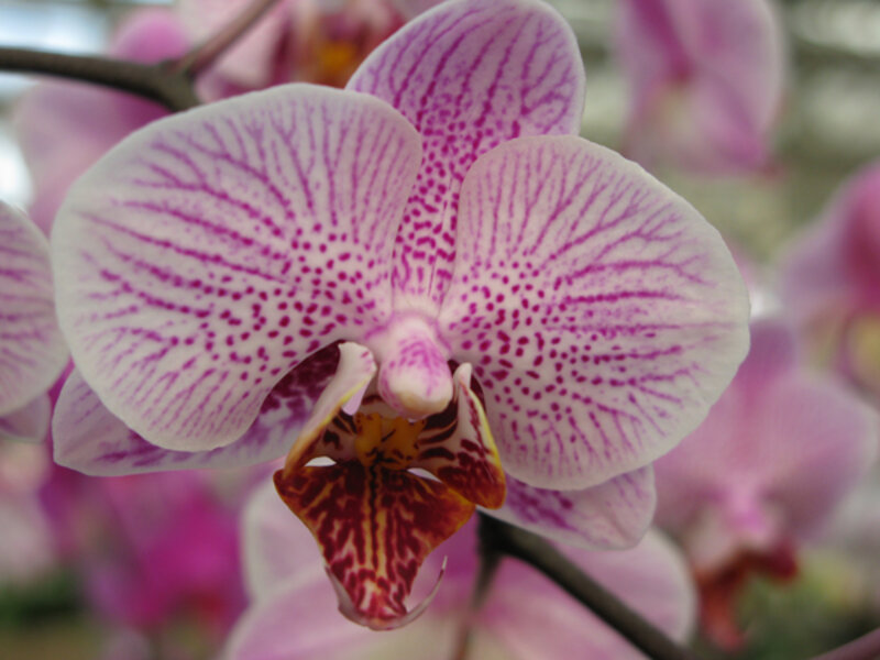Elegant, easy orchids to grow indoors - CSMonitor.com