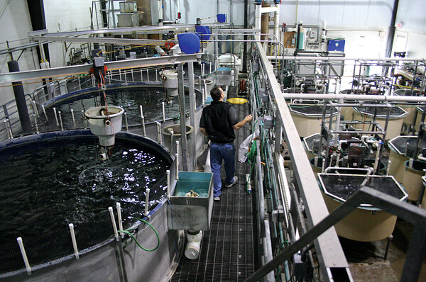 Recirculating aquaculture systems: The future of fish ...