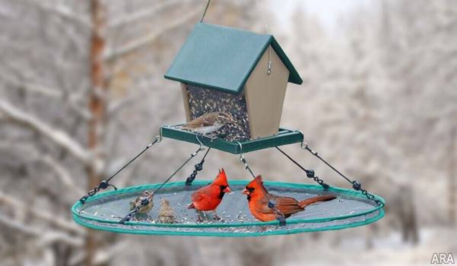 Attracting Songbirds Enlivens Lackluster Landscapes Csmonitor Com