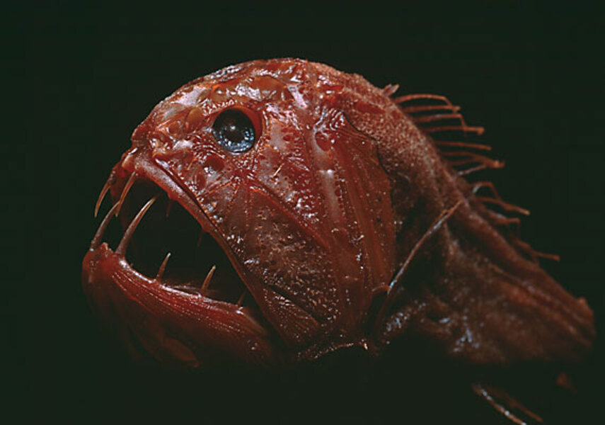 Move over blobfish, the fangtooth is scarier 