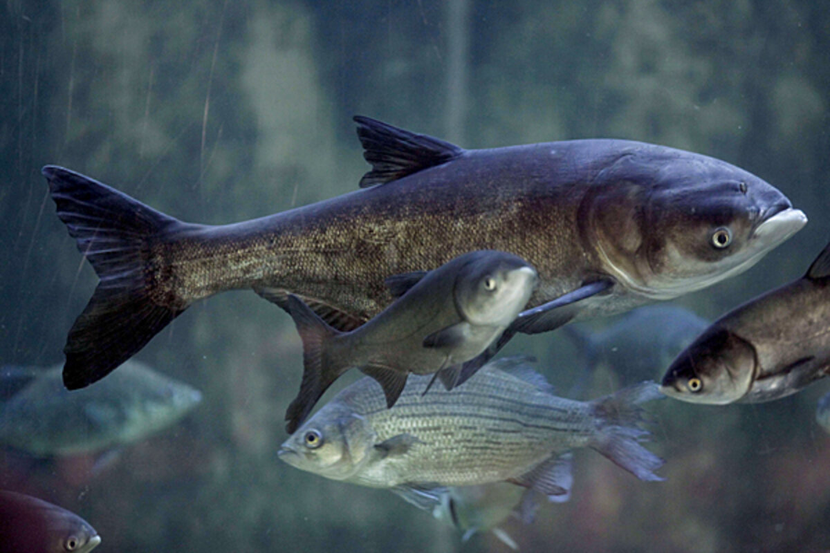 Asian carp: how one fish could ruin the Great Lakes - CSMonitor.com, image size:1200x800