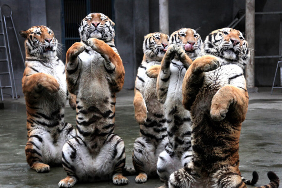 group of siberian tigers