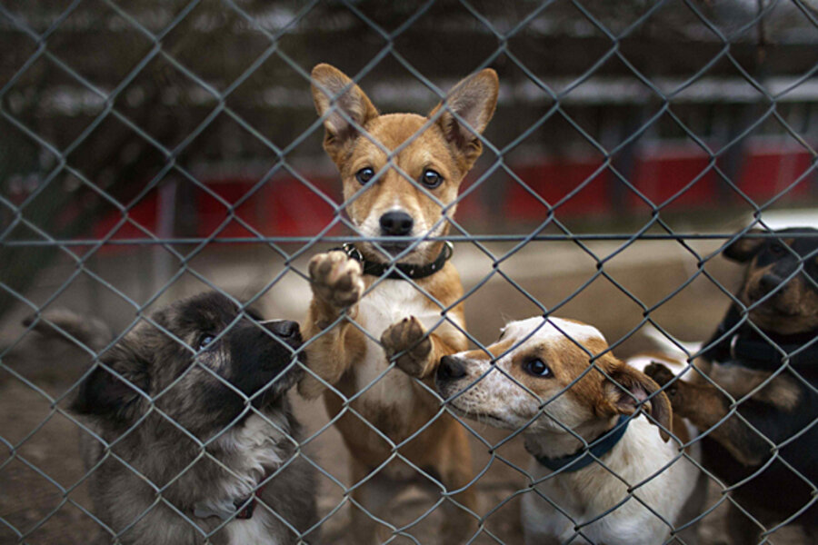 Are public advocates for animal rights needed? Switzerland says no. -  
