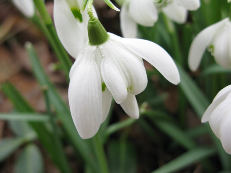 a blizzard of snowdrops