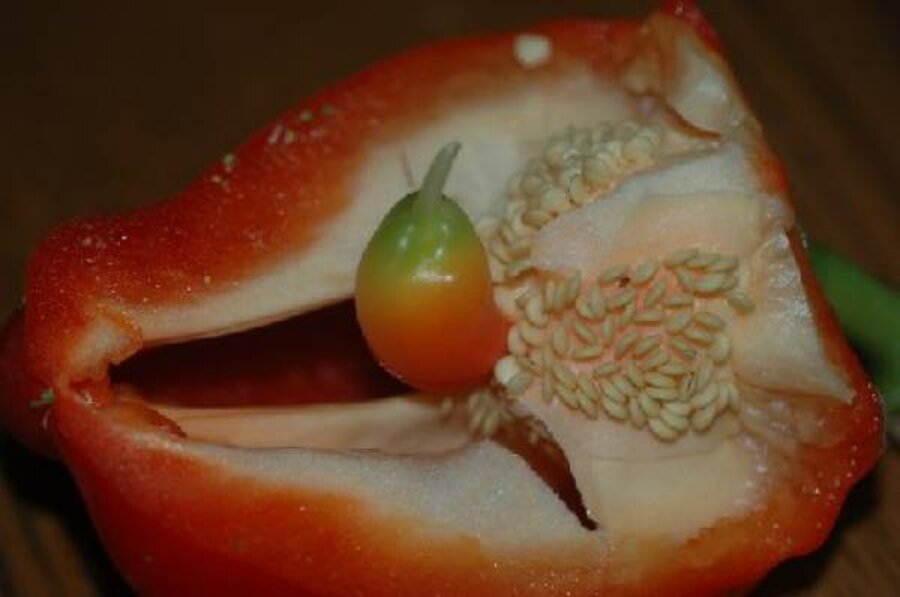 Have you ever found a pepper inside a pepper? 