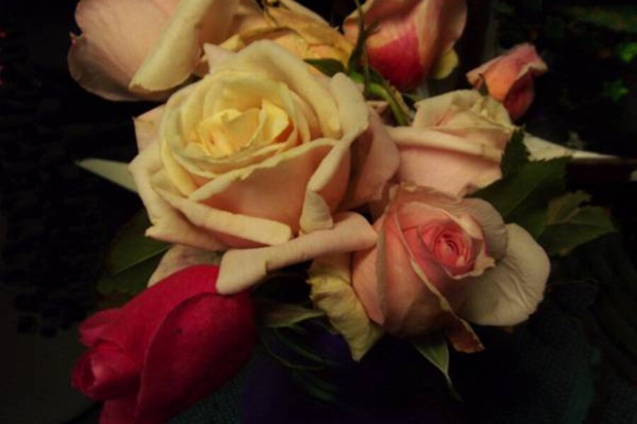 Want an easy-care rose that's also beautiful? - CSMonitor.com