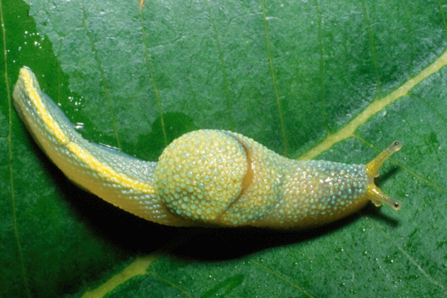 Wow! Ninja slugs, color-changing frogs and other weird new species  discovered 