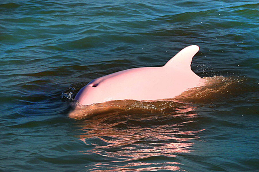 delfino rarissimo conservationists csmonitor diventare mamma pollution scienze mysocialpet