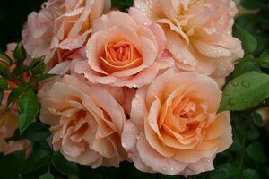 Roses: Disease-resistant rose power for any garden - CSMonitor.com