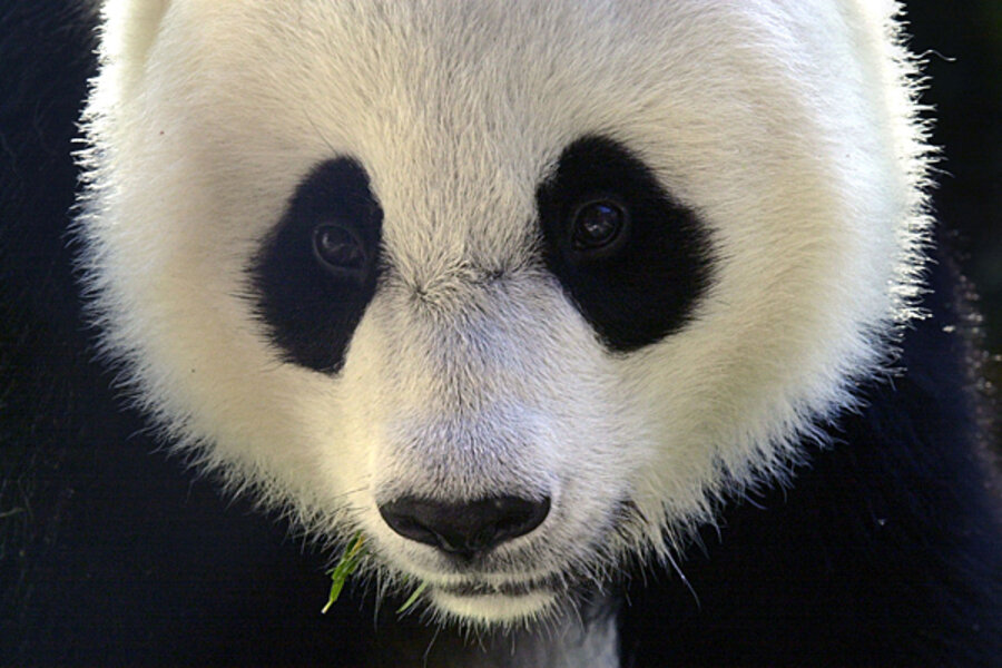 How Does A Panda Fake Being Pregnant Csmonitor Com