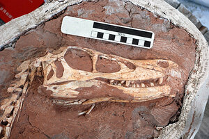 New Species Of Raptor Dinosaur Found In China - CSMonitor.com