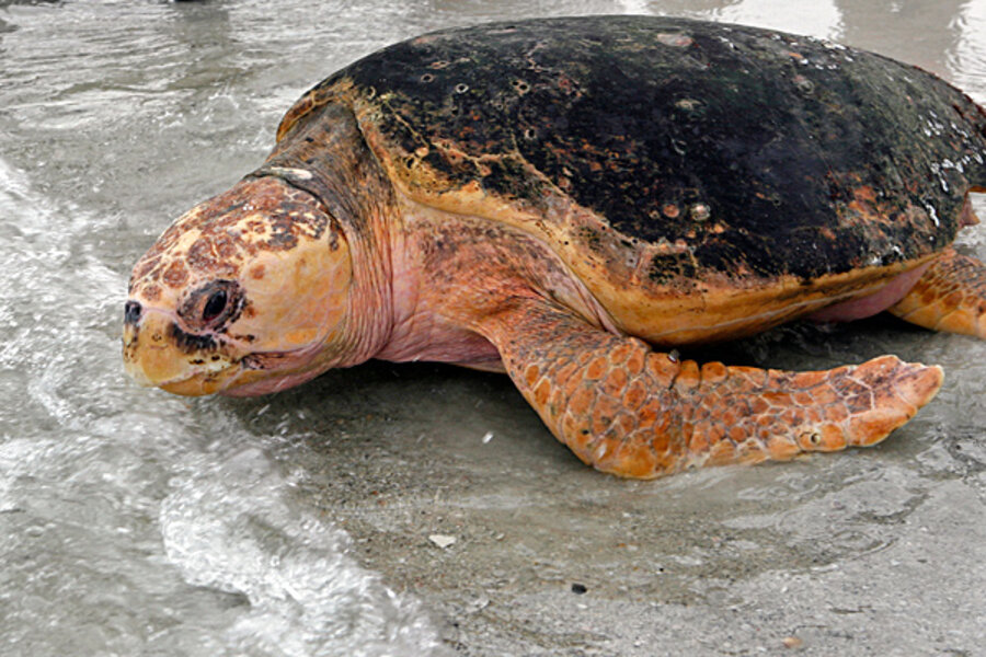 Endangered sea turtles washing up on coast
