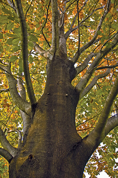 A Beech Tree S Last Stand Csmonitor Com A Beech Tree S Last Stand Csmonitor Com