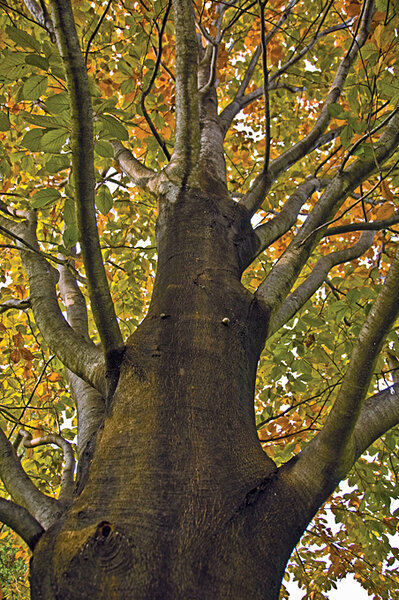 A Beech Tree S Last Stand Csmonitor Com