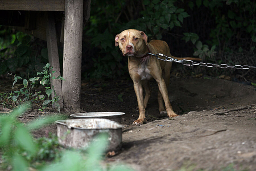Supreme Court rejects animal cruelty law, upholds free speech -  
