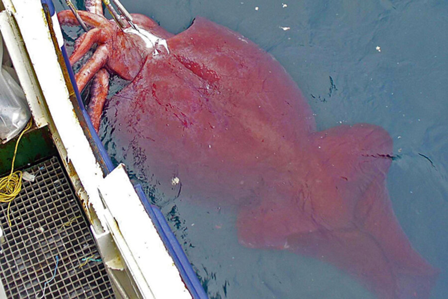 School-bus sized squid actually quite friendly, study finds 