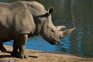 pictures of a rhinoceros