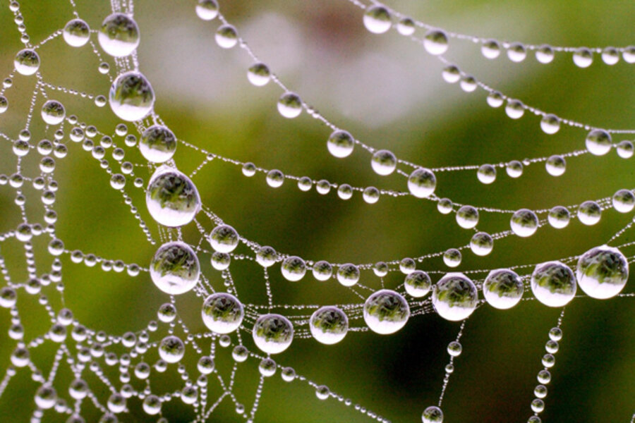 Mysterious step in spider silkmaking revealed