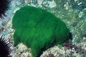 is seaweed poisonous