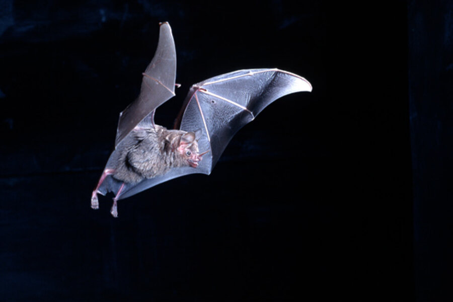 Robots with night vision? Scientists work with fruit bats ...