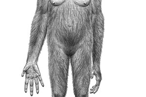 Did Ardipithecus ramidus roam the woods or the grasslands