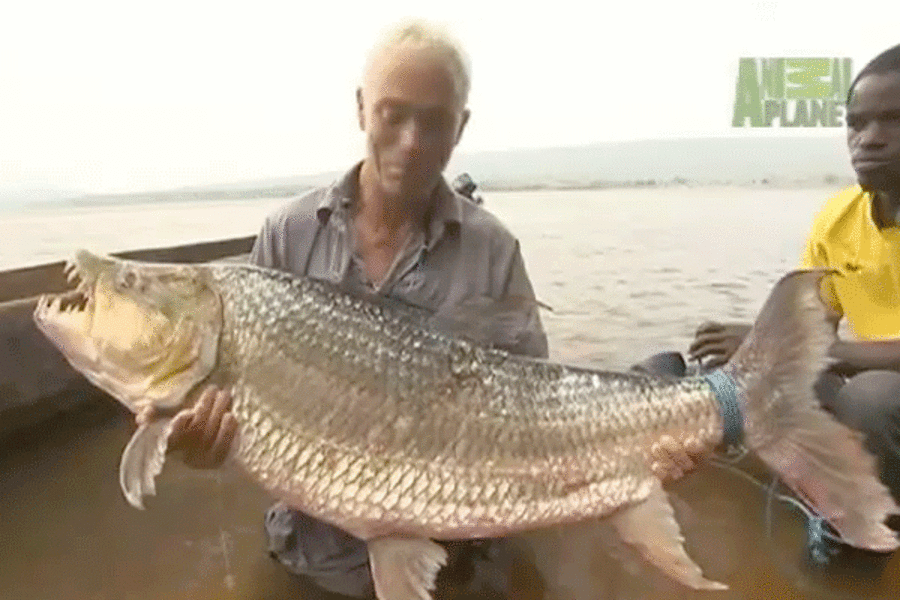 Goliath Tigerfish and other river monsters - what's real and what's fake?  