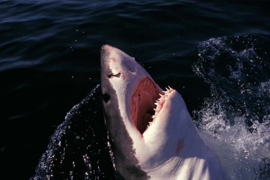 Par Forbandet død Great white shark caught off Mass. coast; shark experts 'high-five' each  other - CSMonitor.com